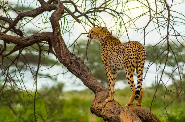 在肯尼亚中部的Samburu公园 猎豹栖息在一棵枯树上 — 图库照片