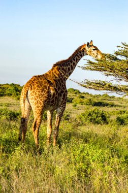 Afrika, Kenya 'daki Nairobi parkında ladin üzerinde yemek yiyen soyutlanmış zürafa.