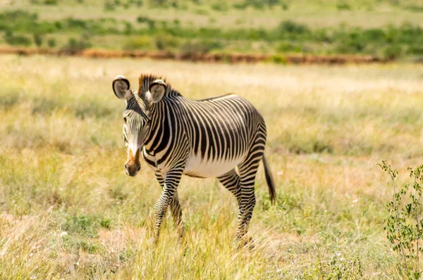 Elszigetelt Zebra Sétál Samburu Park Szavannájában Kenya Központjában — Stock Fotó