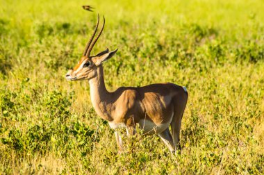 Kenya 'nın merkezindeki Samburu Parkı' nın savanasında profilde görülen antilop.