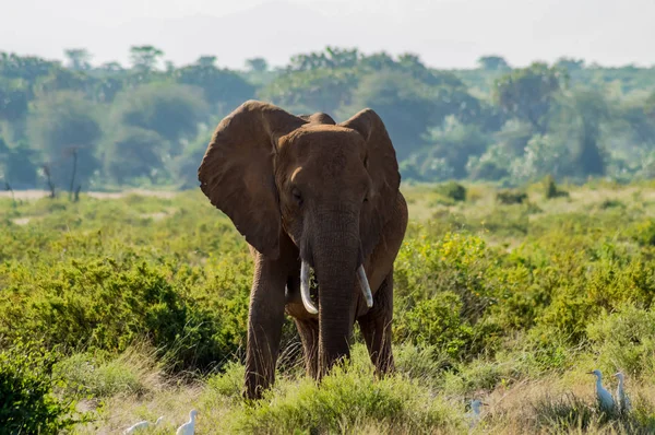 Viejo Elefante Sabana Del Parque Samburu Centro Kenia — Foto de Stock