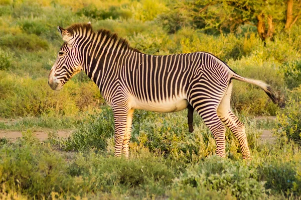 Izolovaná Zebra Procházky Savaně Samburu Park Střední Keni — Stock fotografie