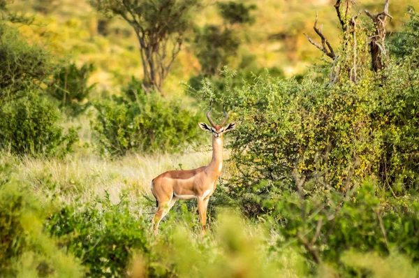 肯尼亚中部Samburu公园草原上的长颈鹿羚羊 — 图库照片