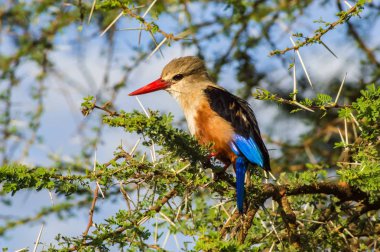 Kenya 'nın merkezindeki Samburu Parkı' ndaki bir akasya dalında gri başlı Kingfisher.