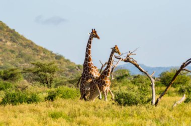 Kenya 'nın merkezindeki Samburu Parkı' nda iki zürafanın çiftleşmesi.