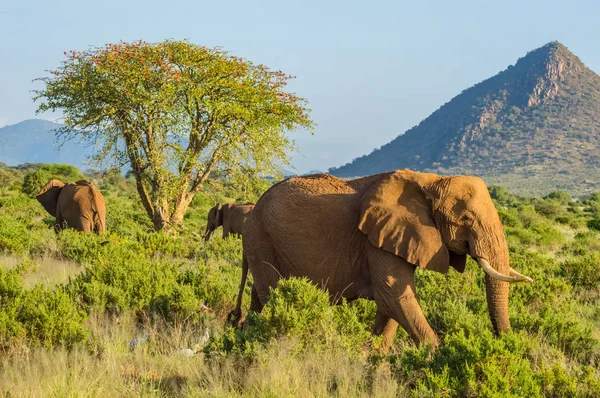 Three elephants in the savannah of Samburu Park in central Kenya with an acacia and mountains in the background of photo
