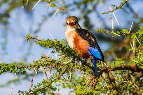 Graukopf Eisvogel Auf Einem Akazienzweig Samburu Park Zentralkenia — Stockfoto