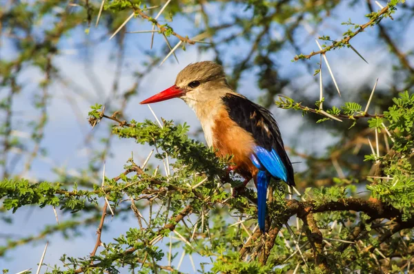 Graukopf Eisvogel Auf Einem Akazienzweig Samburu Park Zentralkenia — Stockfoto