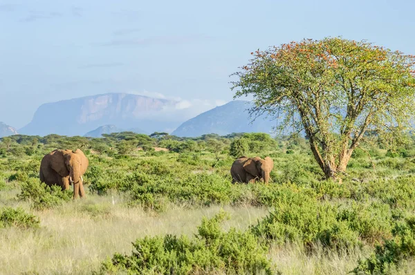 ケニア中部のSamburu公園のサバンナにある2頭の象とアカシアと山の写真 — ストック写真