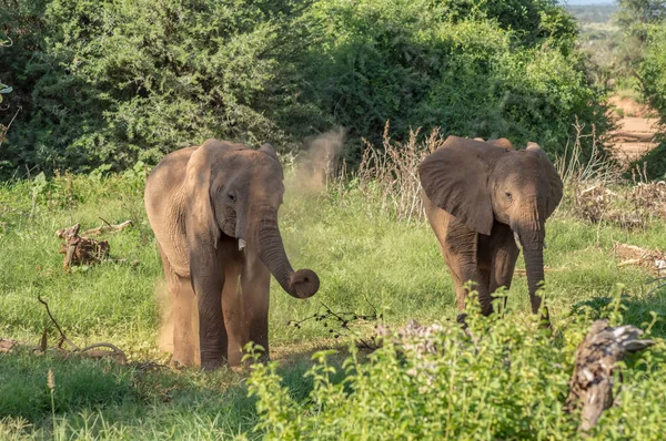 Dwa Słonie Samburu Park Zajęte Kąpielą Stosów Centralnej Kenii — Zdjęcie stockowe