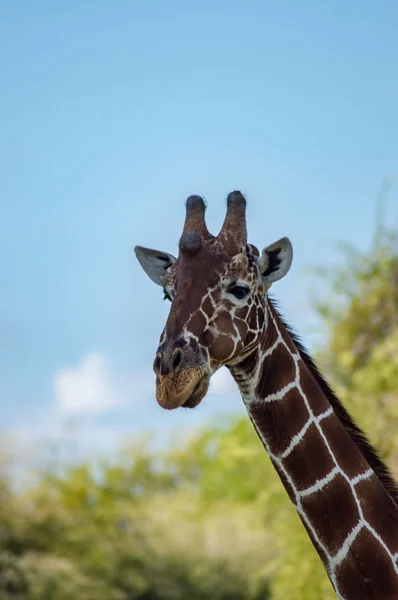 Collo Testa Una Giraffa Vicino Albero Verde Nel Parco Samburu — Foto Stock