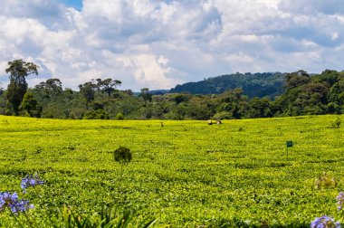 Kenya 'nın göbeğinde Thika yakınlarında gözün görebildiği kadar çay yaprağı var.