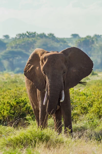 Velho Elefante Savana Parque Samburu Centro Quênia — Fotografia de Stock