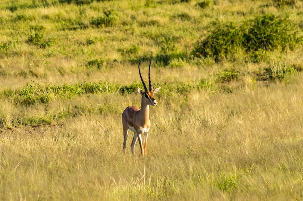 Kenya Nın Merkezindeki Samburu Parkı Nın Savanasında Profilde Görülen Antilop — Stok fotoğraf