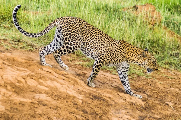肯尼亚中部Samburu公园的森林里散步的猎豹 — 图库照片