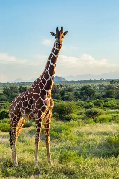 Giraffa Che Attraversa Sentiero Nel Parco Samburu Nel Kenya Centrale — Foto Stock