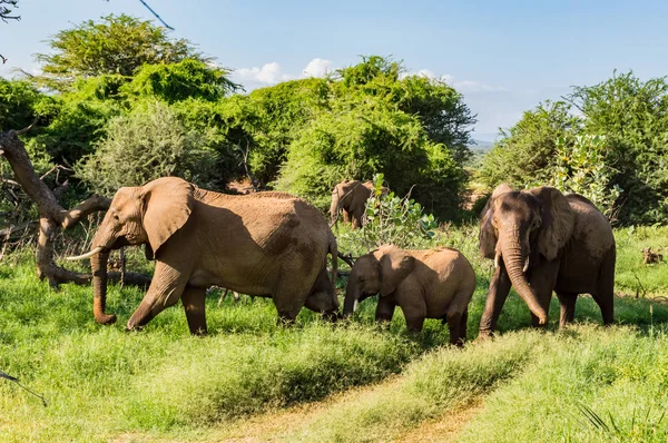 ケニア中央部のSamburu Parkのサバンナにあるヘラジカ — ストック写真