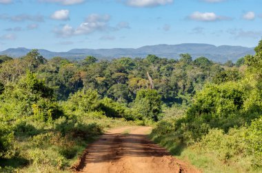 Kenya 'nın merkezindeki Aberdare Park' ın ormanı ve dağları görünüyor.