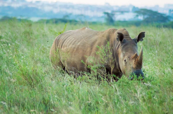 Breitmaulnashorn Der Savanne Des Nairobi Parks Zentralkenia — Stockfoto