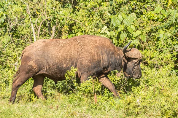 Buffalo Nella Foresta Del Parco Aberdare Nel Kenya Centrale — Foto Stock