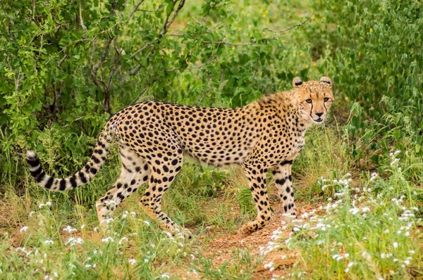 Gepárd Sétál Samburu Park Szavannájában Kenya Központjában — Stock Fotó