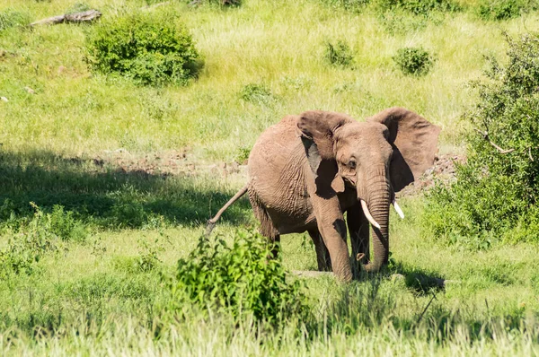 Vecchio Elefante Nella Savana Samburu Park Nel Kenya Centrale — Foto Stock