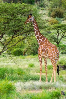 Samburu Park iz geçiş zürafa 