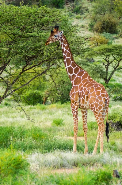 Giraffe überquert Pfad im Samburu-Park — Stockfoto