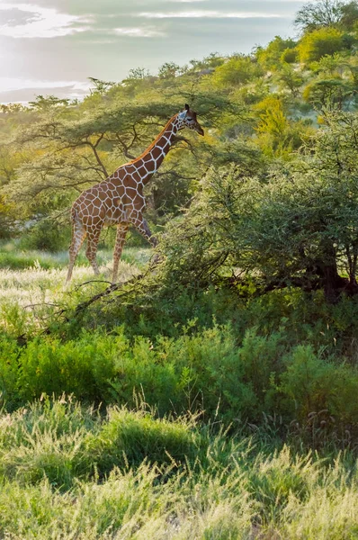 Jirafa cruzando el sendero en el Parque Samburu —  Fotos de Stock