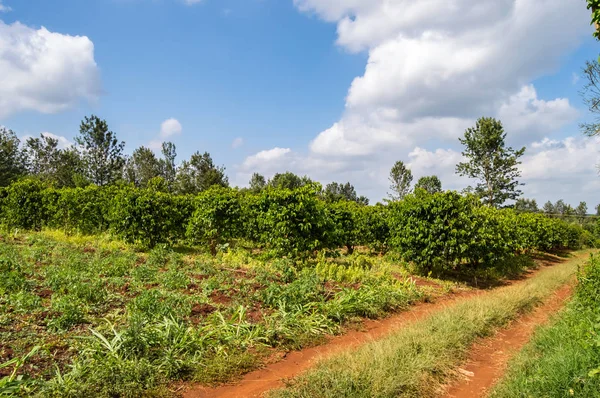 Campo de arbustos de árbol de café en el campo — Foto de Stock