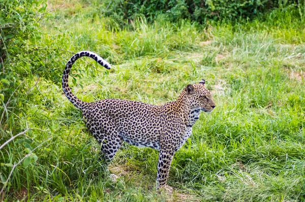 Um leopardo caminhando na floresta em Samburu — Fotografia de Stock