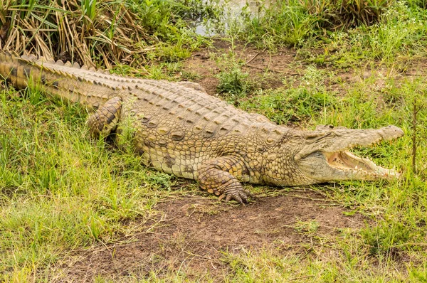 Рот крокодила открыт в парке Найроби — стоковое фото