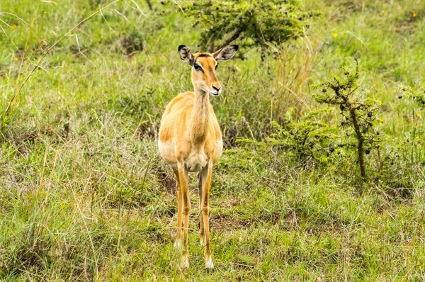 Guib arbusto femenino en la sabana de Nairobi — Foto de Stock