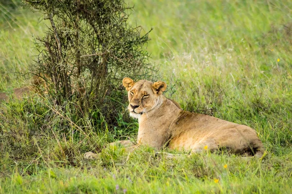 Lioness sitting in the savannah of Nairobi — Stock Photo, Image