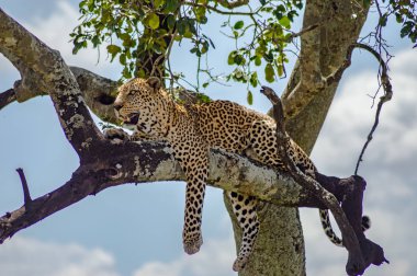 Masai Mara bir ağacındaki bir dalı yatan leopar