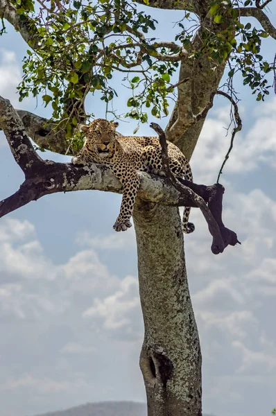 マサイマラ国立保護区の木の枝の上に横たわるヒョウ — ストック写真