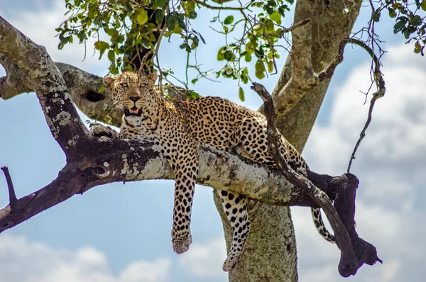 Λεοπάρδαλη ξαπλωμένη πάνω σε ένα κλαδί ενός δέντρου το Μασάι Μάρα — Φωτογραφία Αρχείου