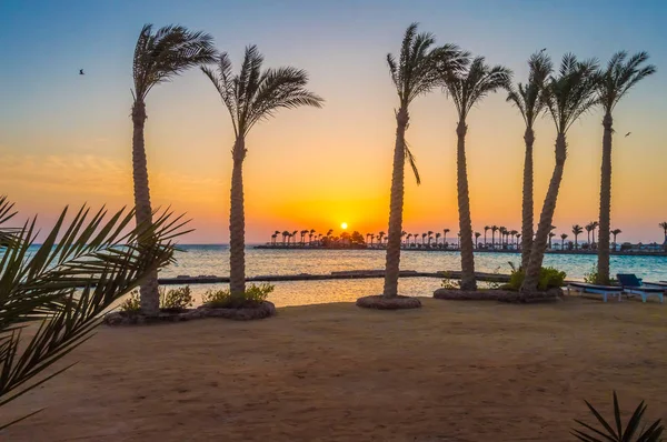 Salida del sol en una península de Hurghada a través de una fila de palmeras —  Fotos de Stock