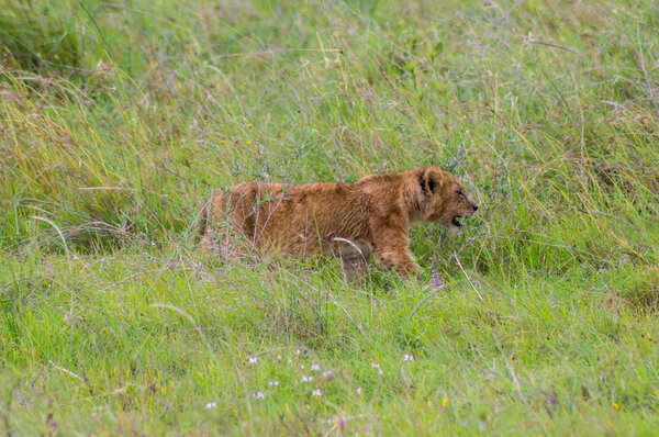 Lion cub walking in the tall grass of the savannah 