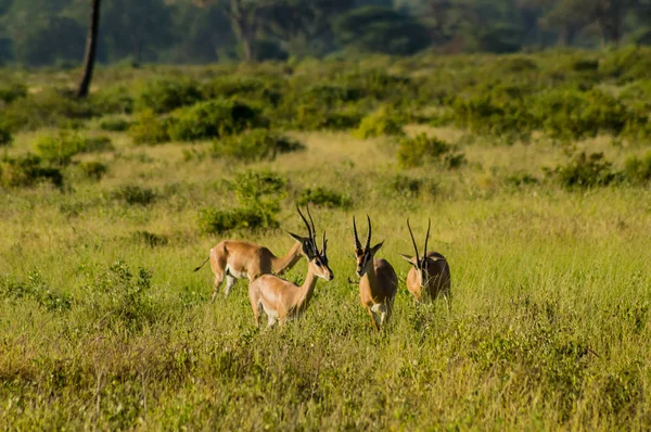 Mladá antilopa v Savannah parku Samburu v centrálním — Stock fotografie