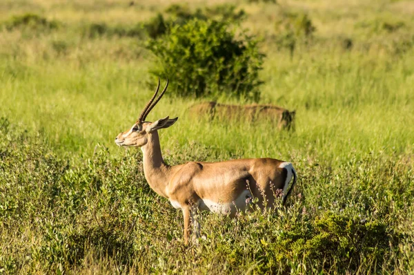 Giovane antilope femminile nella savana — Foto Stock