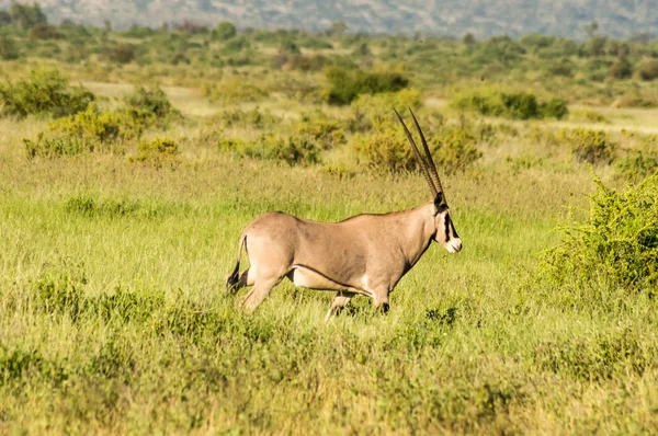 Beisa Oryx na Reserva Nacional de Samburu. Um beisa solitário oryx no — Fotografia de Stock
