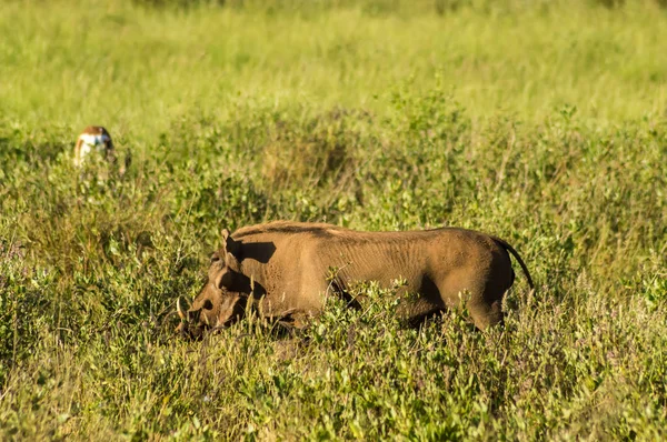 Warthog en la sabana de Samburu — Foto de Stock