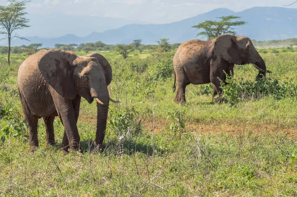 Due elefanti a Samburu Park impegnati a prendere — Foto Stock
