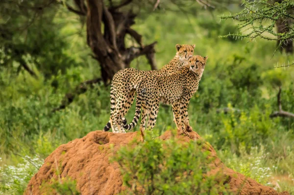 Two cheetahs perched on a termite mound — Stock Photo, Image