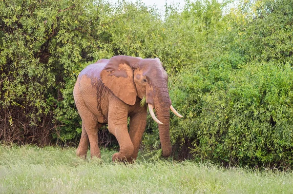 サンブルのサバンナにいる古い象 — ストック写真