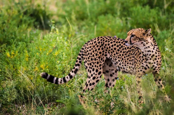 A leopard walking in the forest — Stock Photo, Image