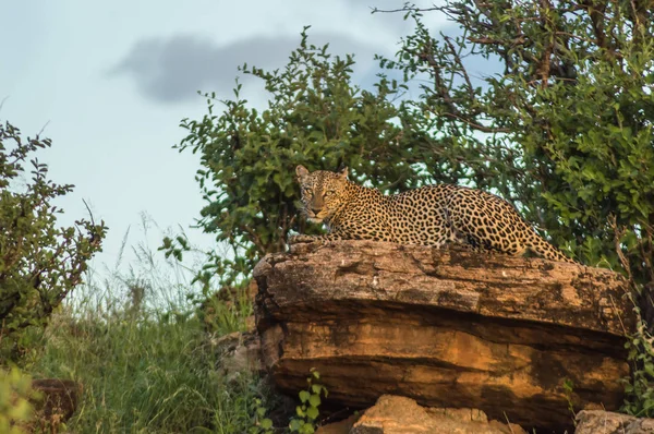 Um leopardo a banhar-se numa rocha em Samburu — Fotografia de Stock