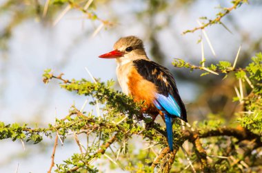 Akasya dalı üzerinde gri başlı Kingfisher