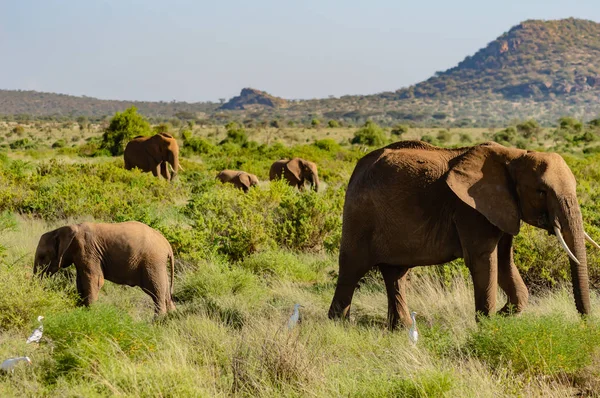 Famiglia di elefanti nella savana — Foto Stock